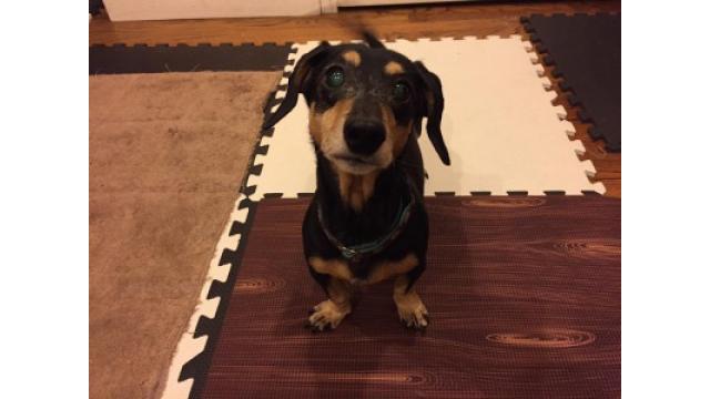 ぴの耳より情報 (1/30) 掲載情報でーす。