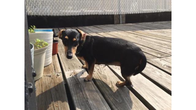 ぴの耳より情報 (2/8) ブルックリンで雑草も耕す?!