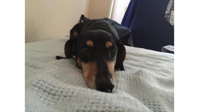 ぴの耳より情報 (2/18) ダ・ヴィンチニューズがアップされました。