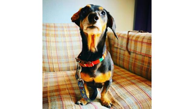 さあ、明日はミネアポリス大！