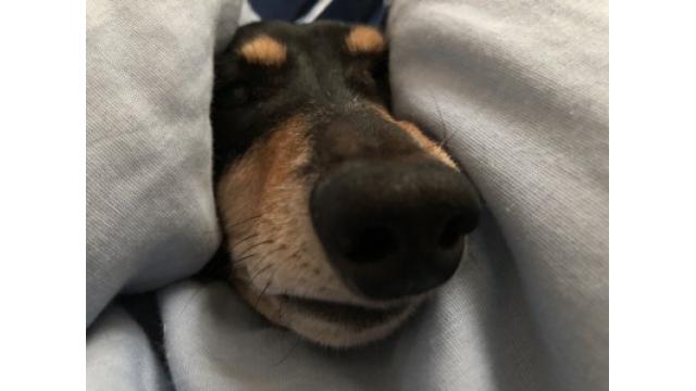 ブルックリン物語 #52　ぴが遠くであくびする“Peace Never Dies”