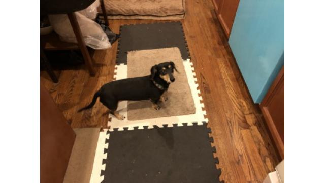 ぴの耳より情報 (5/18) 「ぴ散歩 #14」と「ぴパワフルご飯」のぴ三昧