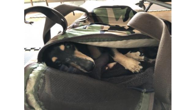 ぴの耳より情報 (7/12)タマゴコロッケって?