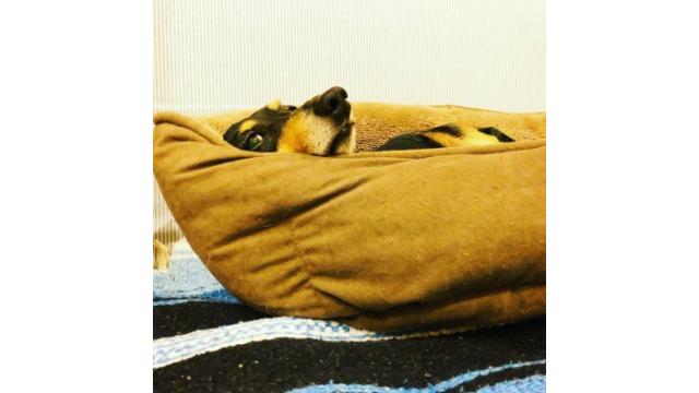 ぴの耳よ情報 (7/29) ラジオ出演情報!