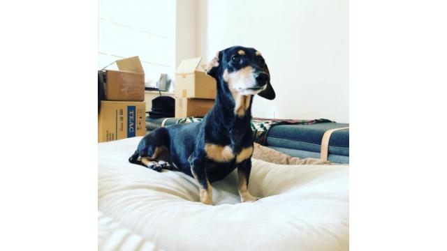 ぴの耳より情報 (8/9) 千散歩、大江屋レシピをお届けします!