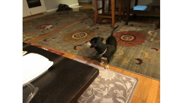 ぴの耳より情報 (8/30) 「ブルックリン物語#54」をお届けします。