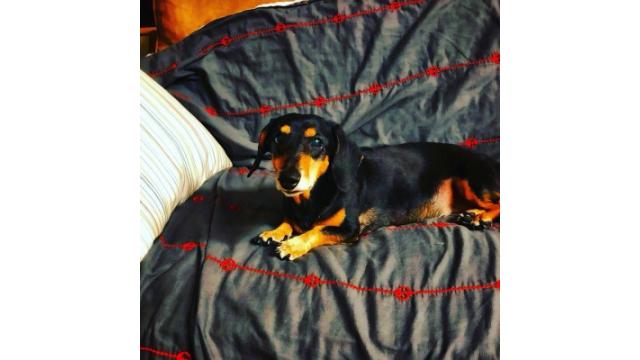 ぴの耳より情報 (9/20) 週末のご飯はこれだね!