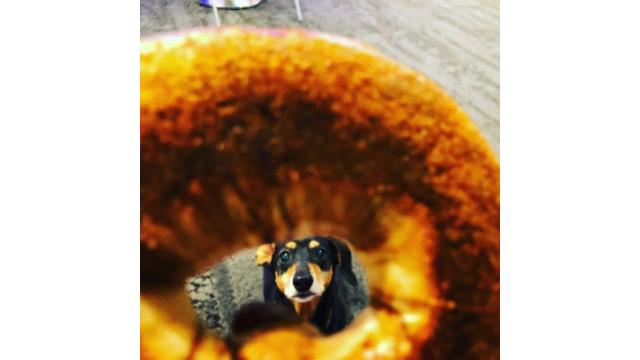 ドーナツドッグ！最高の1日。