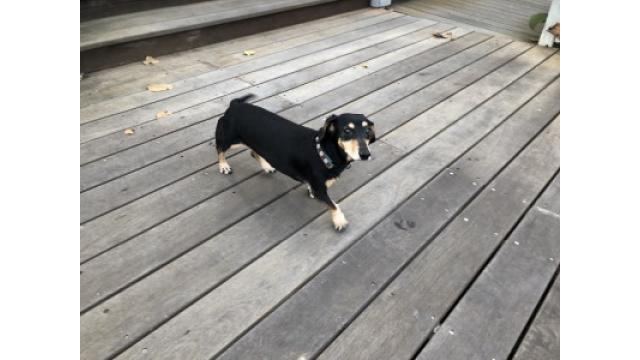 サンノゼ空港はレトロで可愛い。