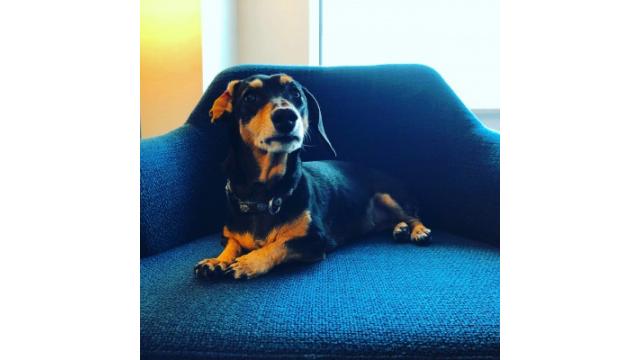 ぴの超耳より情報 (11/9)  「大江千里 Japan Tour 2019」大江千里チャンネル先行予約受付(抽選)スタート!