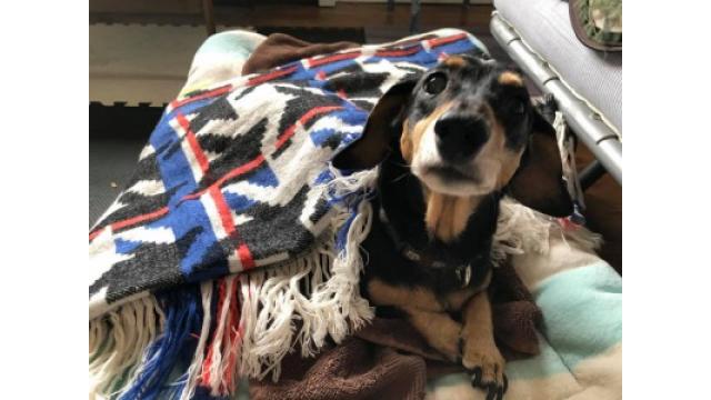 ぴの耳より情報(11/8) 「仕事力」掲載と「大江屋レシピ(75)」更新のお知らせです。