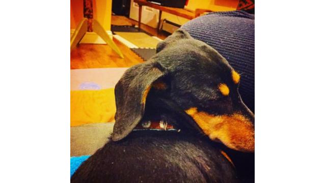 ぴの耳よりリマインド情報 (11/12) ジャパンツアー、アナログ盤、開封の儀、ライブレポート。