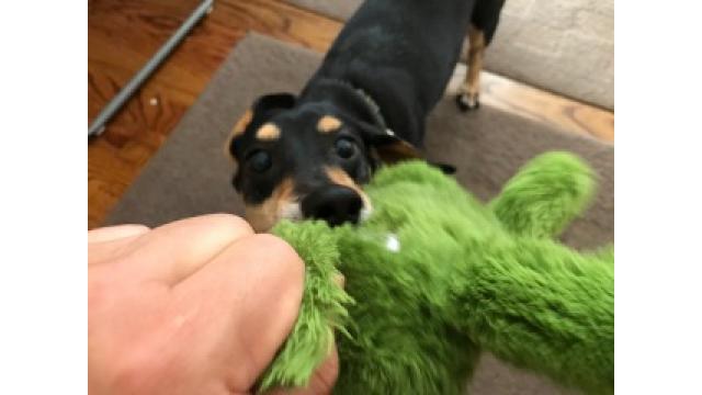 ぴの耳より情報(12/6) 本日の更新は「ブルックリン攻防戦」です。