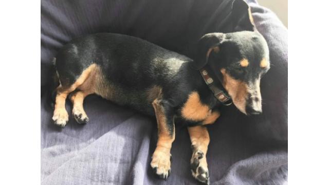 ぴの夜の耳より情報(12/7)ジャパンツアー、一般発売始まります!