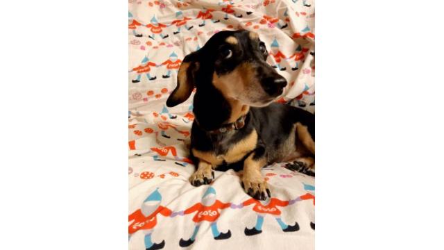 ぴの耳寄り情報 (12/20) お正月の予行演習? 大江屋レシピをお届けします!