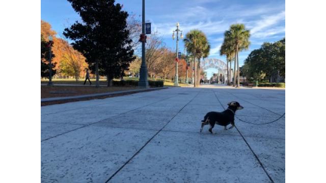 ぴの耳寄り通信 (12/27) 2018年ラストのセトリ。