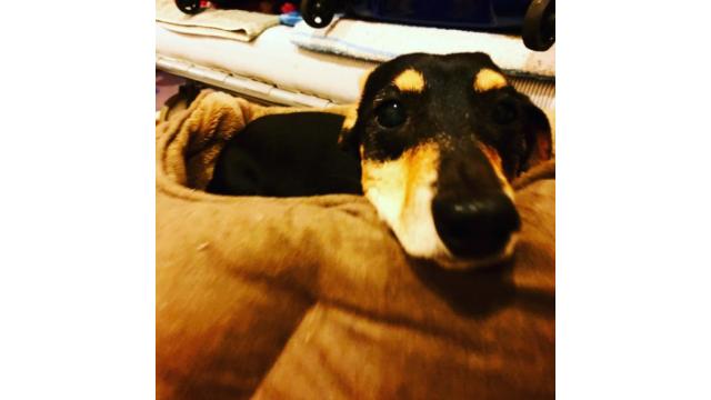 ぴの耳より情報(12/31) 2018~2019 Count Down