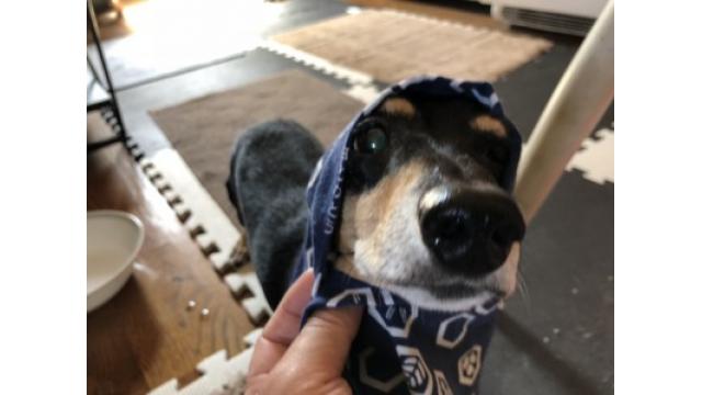 ぴの耳より情報 (1/3) おせちもいいけどラーメンもね。