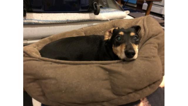 ぴの耳より情報 (1/10) 今年もよろしくね。