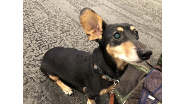 ぴの耳より情報(1/17) さあ、いよいよ、ジャパンツアーです。