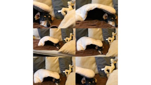 シャリ多めの黒米よ！