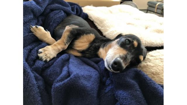 ぴの耳より情報 (6/13) パパ、ありがとう。本日はパパの日スペシャル。