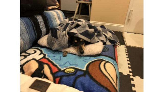 ぴの耳より情報 (6/20) 今日は散歩です。