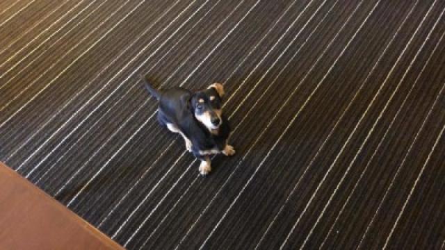 踊り、見ていただけました？