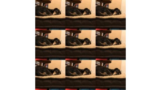 昨日の朝、ぴの抜糸。今夜、トミジャズ。