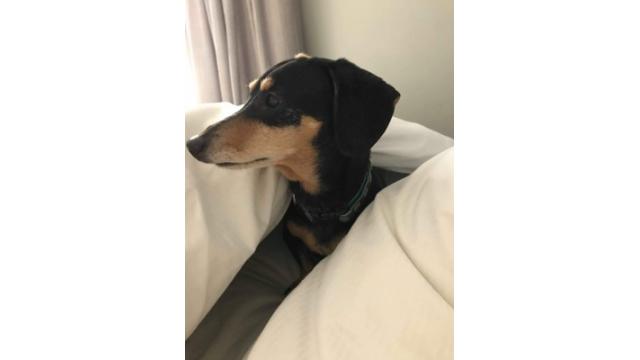 ぴの耳より情報 (7/11)イベントレポート、お届けできるかな!?