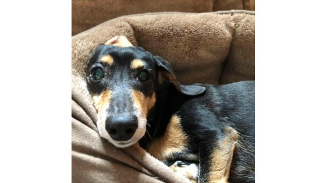 ぴの耳より情報 (7/18) 人生はジェットコースターなのか!?