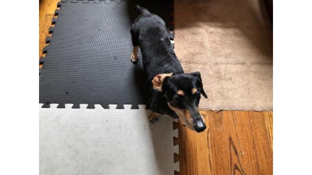 ぴの耳より情報 (8/22) 怒涛のNY観光終了。いよいよ『Hmmm』発売、Birdland Theaterに向かって!!