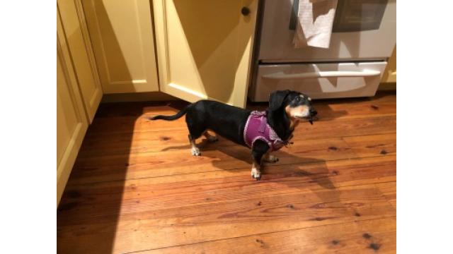 ぴの耳より情報 (8/29) 今日はおまけの日。