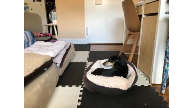 ぴの耳より情報 (9/12) お待ちかね、今夜はBirdLandの「セトリ通信(8)」です!