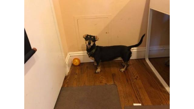 ぴの耳より情報(10/17) JFKに戻ってきました!