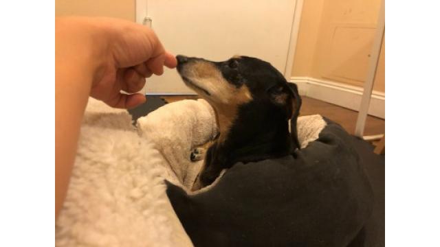 ぴの耳より情報 (10/24) とってだしのセトリ通信です。