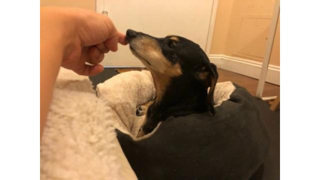 ぴの耳寄り情報 (10/25) ぬりえキャンペーン&「Poignant Kisses」のお知らせ