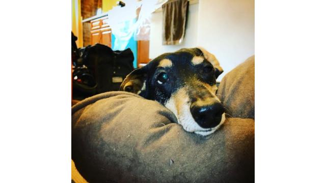 ぴの耳より追加情報(1/9) ラジオ生?