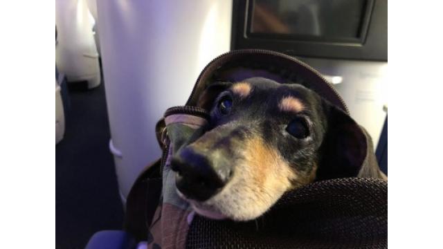 ぴの耳より情報(2/13) 万全の準備でジャパンツアーへ。