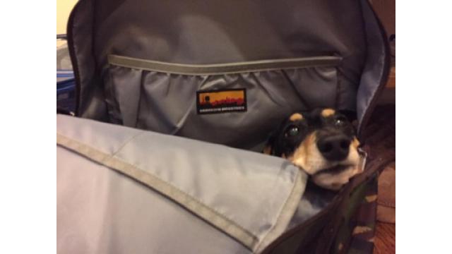 【チケット払い戻し】について、ぴの重要なお知らせ。