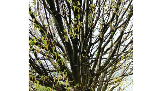 50th anniversary of Earth Day2020.