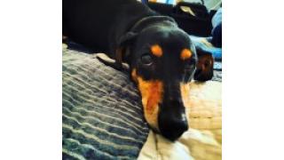 ぴの耳より情報(3/29)