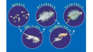 昭和に流行した懐かしの生き物「シーモンキー育成キット」が発売！