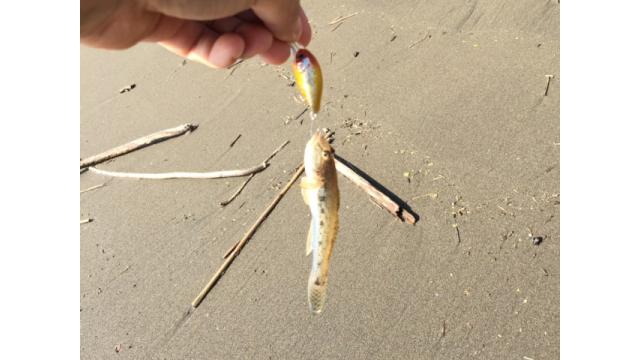 【オトナの趣味道：アウトドア編】東京フィッシングvol.4 「ハゼクランク」を紹介！