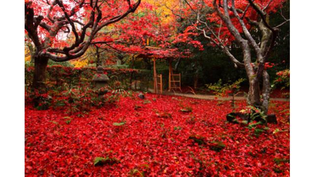 【大人の隠れ家】京都の穴場！真っ赤に染まる紅葉の隠れた名所「厭離庵(えんりあん)」を紹介！