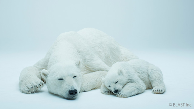 シロクマが家にやってきた！実物大の動物美術品『Animals As Art』登場！