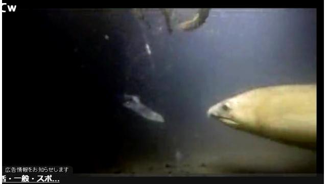 【会員限定】生放送の保存場所#001（放送日20160926）最新版に全URLを掲載しますので、会員様は過去記事を購入する必要はありません。