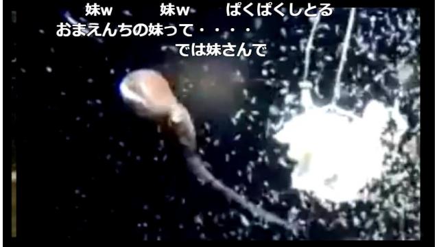 【会員限定】生放送の保存場所#005（放送日20161002）見所はミミイカやヒラメ