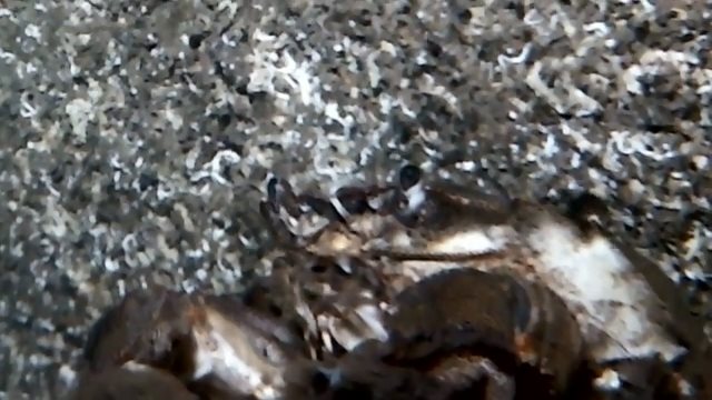 赤外線カメラが浸水したけど折角なので配信開始の回【12/20】