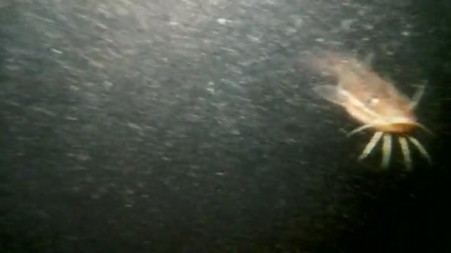 雨なので車から・・・餌無しで雑談メインの回【12/23 金曜定期便】